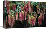 Young Red Leaves Lacking Chlorophyll, Barro Colorado Island, Panama-Canvas Art-24X16