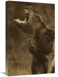 Grizzly Bear Calling, North America - Sepia-Canvas Art-18X24