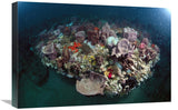 Variety Of Corals On Reef, GreyS Reef Nms, Georgia-Canvas Art-24X16