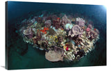 Variety Of Corals On Reef, GreyS Reef Nms, Georgia-Canvas Art-36X24