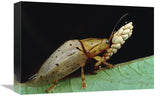 Tortoise Beetle Eye To Eye With Eggs SheS Guarding, Panama-Canvas Art-18X12