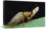 Tortoise Beetle Eye To Eye With Eggs SheS Guarding, Panama-Canvas Art-24X16