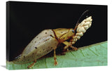 Tortoise Beetle Eye To Eye With Eggs SheS Guarding, Panama-Canvas Art-30X20