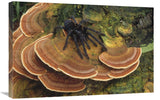 Tarantula Large Female Wandering Over Bracket Fungus, North Sulawesi, Indonesia-Canvas Art-30X20