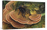 Tarantula Large Female Wandering Over Bracket Fungus, North Sulawesi, Indonesia-Canvas Art-36X24