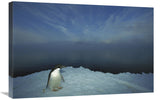 Adelie Penguin Portrait On Ice Apron, Cape Hallet, Ross Sea, Antarctica-Canvas Art-30X20