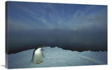 Adelie Penguin Portrait On Ice Apron, Cape Hallet, Ross Sea, Antarctica-Canvas Art-36X24