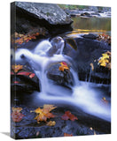 Autumn Leaves In Little River, Great Smoky Mountains Np Tennessee-Canvas Art-18X24