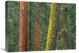 Giant Sequoia Trees In Grant Grove, Sequoia National Park, California-Canvas Art-24X18