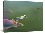 Red-Eyed Tree Frog Eyeing Bee Fly , Costa Rica-Canvas Art-24X20