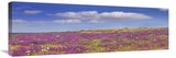 Sand Verbena Carpeting The Imperial Sand Dunes, California-Canvas Art-36X12