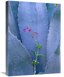 Agave And ParryS Penstemon Close Up, North America-Canvas Art-18X24