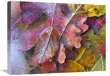Frozen Autumn Leaves, North America-Canvas Art-24X18