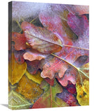 Frozen Autumn Leaves, North America-Canvas Art-18X24