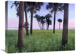 Cabbage Palm Meadow, Myakka River State Park, Florida-Canvas Art-24X18