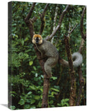 Red-Fronted Brown Lemur Male, Ranomafana Np, Madagascar-Canvas Art-18X24