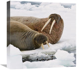 Walrus Male And Female On Ice Floe, Svalbard, Norway-Canvas Art-18X18