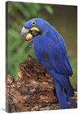 Hyacinth Macaw Eating Piassava Palm Nuts, Cerrado, Brazil-Canvas Art-24X36
