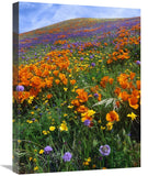 California Poppy And Other Wildflowers Growing On Hillside, Spring, Antelope Valley, California - Vertical Crop-Canvas Art-18X