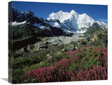 Wildflowers And Kangshung Glacier, Mt Chomolonzo In Background, Tibet-Canvas Art-22X18.26