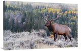 Bull Elk On The Hillside-Canvas Art-44X28.6