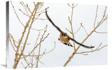 Hawk In Flight-Canvas Art-30X20.1