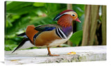 Mandarin Duck-Canvas Art-44X27.28