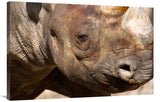 Rhino-Canvas Art-40X26.8