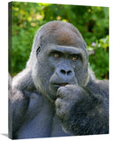 Lowland Silverback-Canvas Art-22.2X30