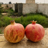 Granate | Pomegranate Seed Oil