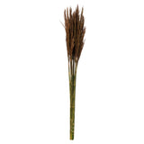 36 Brown Plume Reed Bundle 7Oz