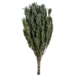 Vickerman 12 Green Salignum Male Includes 6-7 Oz Per Bundle Dried
