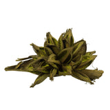 12-16 Basil Star Pod - 1Pc