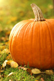 Pumpkin Spice – 12 oz
