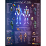 Human Anatomy Interactive Smart Chart