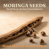 Jamaican Moringa Oleifera Seeds (Raw, Organic)