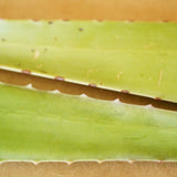 Fresh Aloe Detox Soap