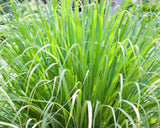Lemongrass – 8 oz
