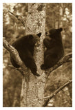 Black Bear Two Cubs In Tree, Orr, Minnesota-Paper Art-14,,X20,,