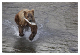 Grizzly Bear Young Male With Sockeye Salmon Prey Along Brooks River, Katmai National Park, Alaska-Paper Art-38,,X26,,