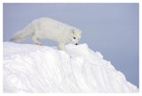 Arctic Fox On Snow Drift, Tundra, Arctic-Paper Art-50,,X34,,