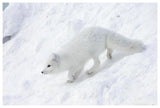 Arctic Fox On Snow Drift, Tundra, Arctic-Paper Art-62,,X42,,