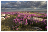 Fireweed Covered Island, Hudson Bay, Canada-Paper Art-62,,X42,,