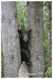 Black Bear Juvenile Male In Tree, Orr, Minnesota-Paper Art-42,,X62,,