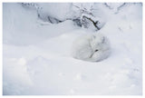 Arctic Fox Curled Up In The Snow, Churchill, Manitoba, Canada-Paper Art-62,,X42,,