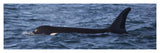 Orca Surfacing Showing Dorsal Fin In Queen Charlotte Sound, Canada-Paper Art-46,,X15.2,,