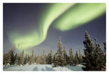 Northern Lights Or Aurora Borealis Over Boreal Forest, North America-Paper Art-38,,X26,,