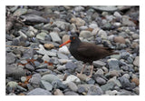 Black Oystercatcher, Icy Bay, Wrangell-St. Elias National Park, Alaska-Paper Art-26,,X18,,