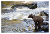 Grizzly Bear Fishing Along Anan Creek, Tongass National Forest, Alaska-Paper Art-38,,X26,,