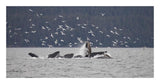 Humpback Whale Bubble Net Feeding Near Juneau With Seagulls Stealing Fish, Alaska-Paper Art-26,,X14,,